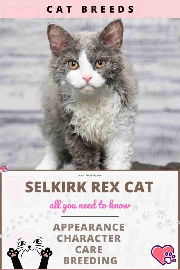 Selkirk rex Cat appearance, character, care, breeding