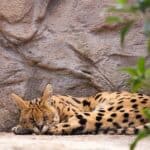 Serval-cat-characteristics