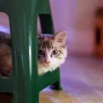 Shy cat: here's how to help it feel more at ease