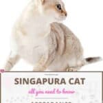 Singapura Cat: appearance, character, care, breeding