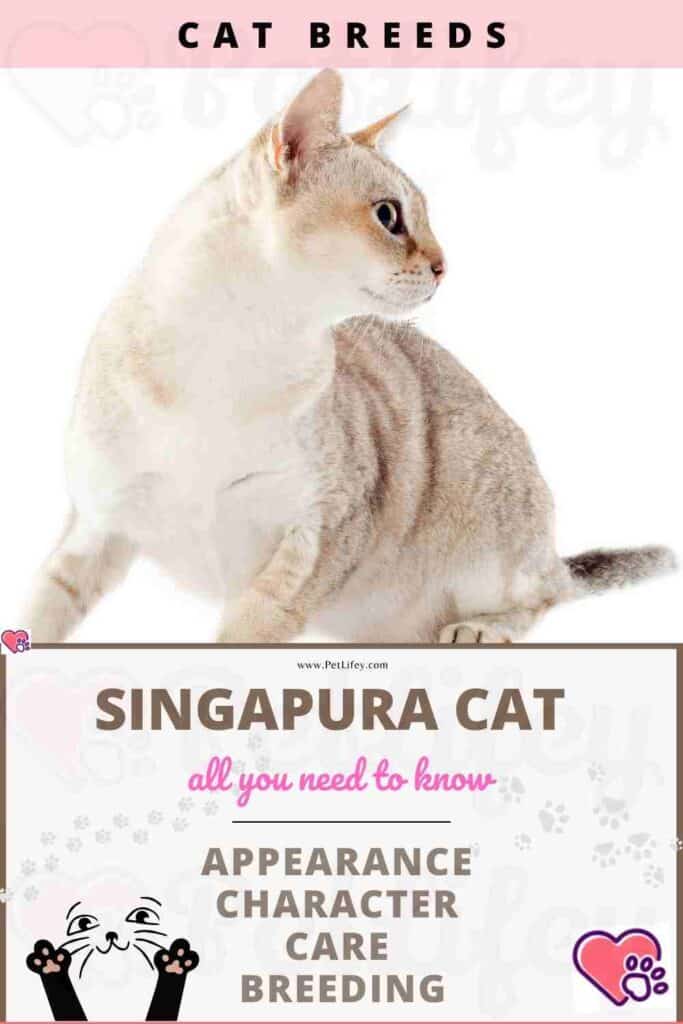 Singapura Cat appearance, character, care, breeding