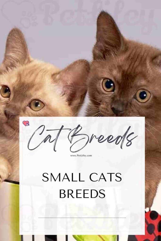 Small Cats Breeds