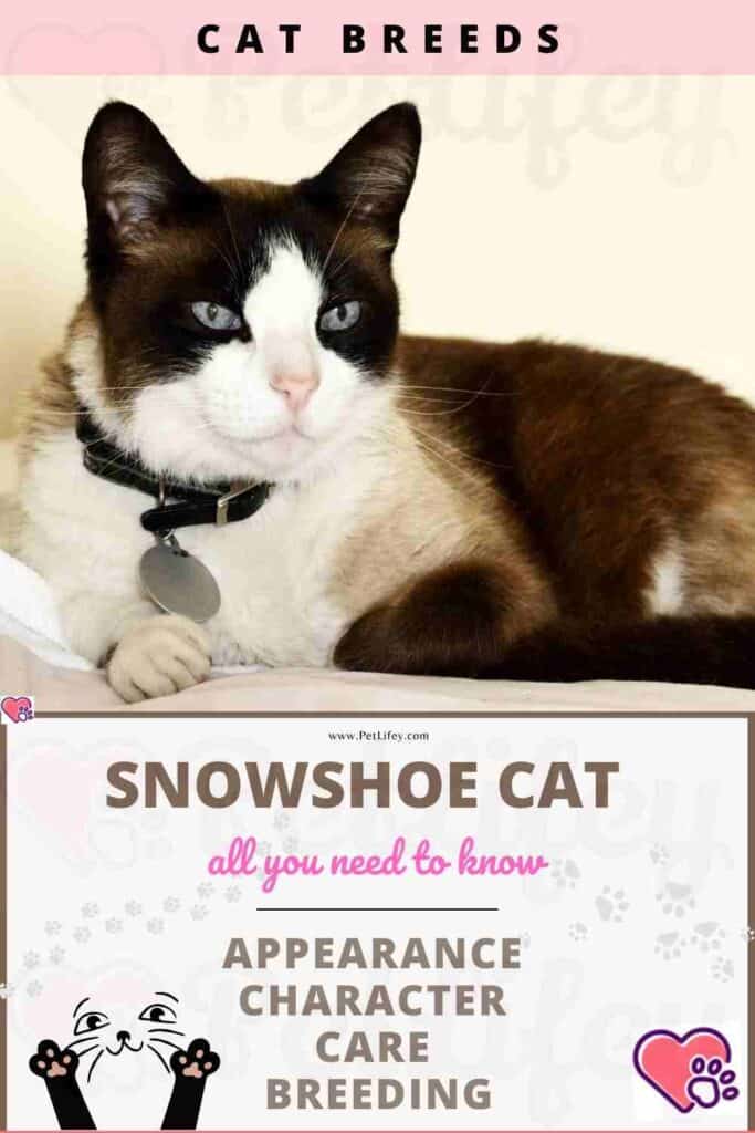 Snowshoe Cat appearance, character, care, breeding