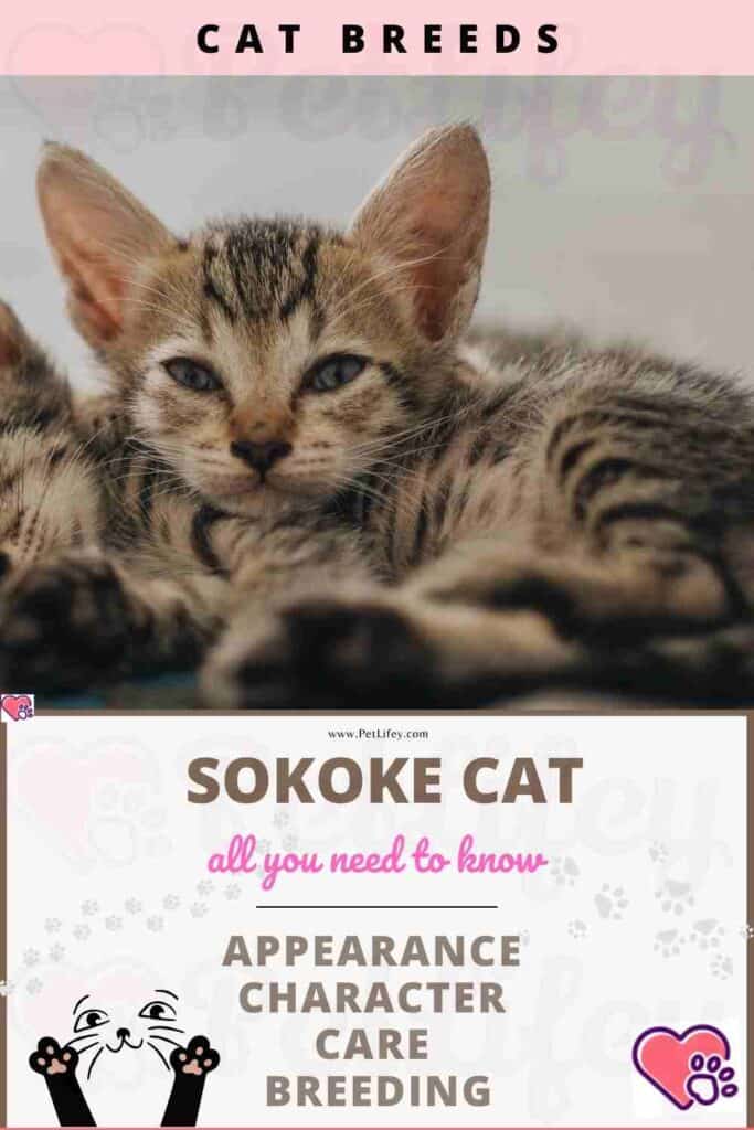Sokoke Cat appearance, character, care, breeding