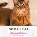 Somali Cat: appearance, character, care, breeding