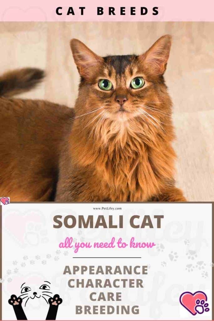 Somali Cat appearance, character, care, breeding