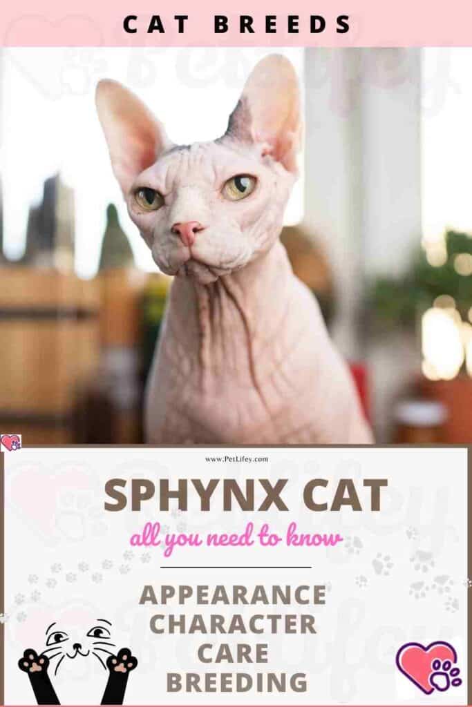 Sphynx Cat: appearance, character, care, breeding