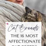 The 16 most affectionate cat breeds