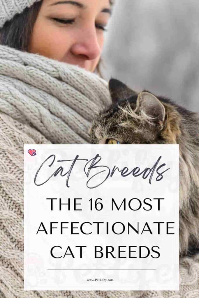 The 16 most affectionate cat breeds