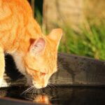 The cat drinks less water: what problems it can have and how to make cat drink water