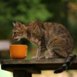 The cat prefers to eat only once a day: is it ok?