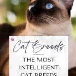 The-most-intelligent-Cat-breeds-1