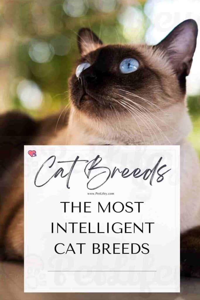 The most intelligent Cat breeds