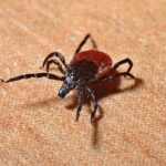 Ticks in cats: symptoms and how to remove them