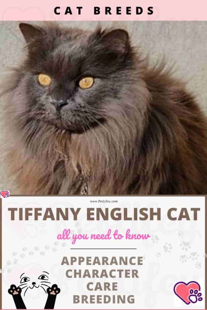 Tiffany English Cat appearance, character, care, breeding