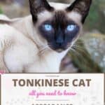 Tonkinese Cat: appearance, character, care, breeding