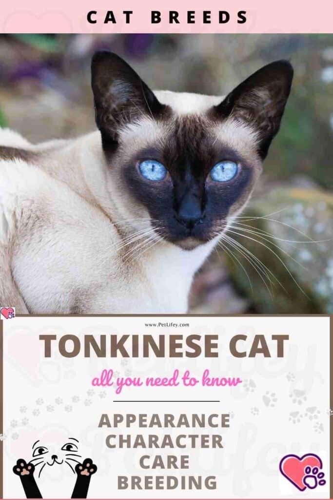 Tonkinese Cat: appearance, character, care, breeding