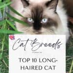 Top 10 long-haired Cat Breeds