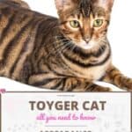 Toyger Cat: appearance, character, care, breeding