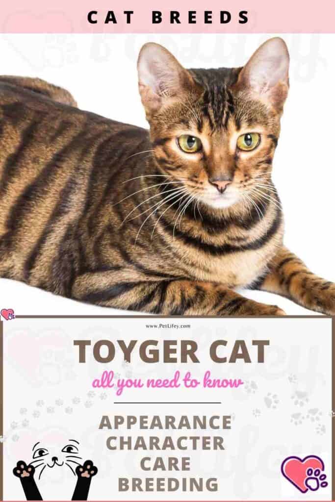 Toyger Cat: appearance, character, care, breeding