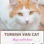 Turkish-Van-Cat-appearance-character-care-breeding