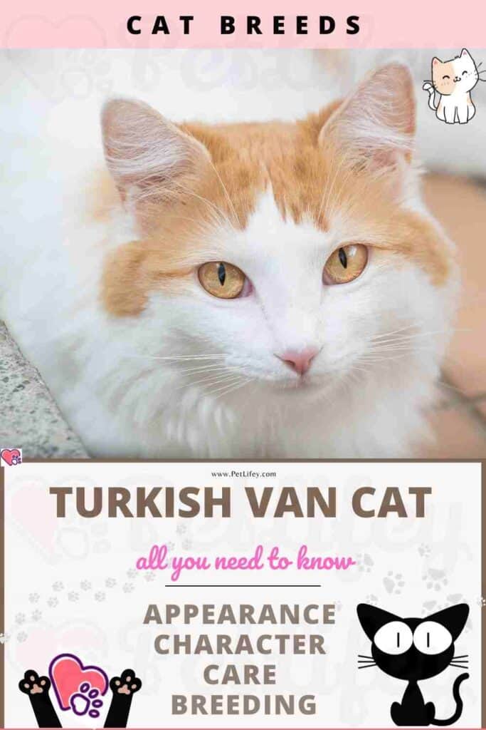 Turkish Van Cat appearance, character, care, breeding