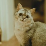 Vitamin deficiency in Cats: here are the risks and causes