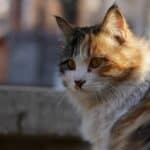 What-is-a-Calico-Cat