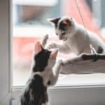 Why are kittens often friendlier than adult cats?