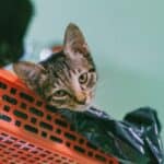 Why are some cats obsessed with plastic bags?