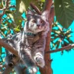 Why do cats get stuck in trees?