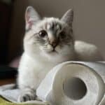 Why do cats like to shred toilet paper?