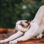 Why do cats stretch so often?