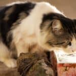 Why does your cat dip its paw in water before drinking?