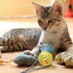Why does your cat put his toys in its bowl?