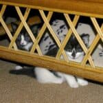 Why does your cat tend to hide?