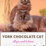 York Chocolate Cat: appearance, character, care, breeding