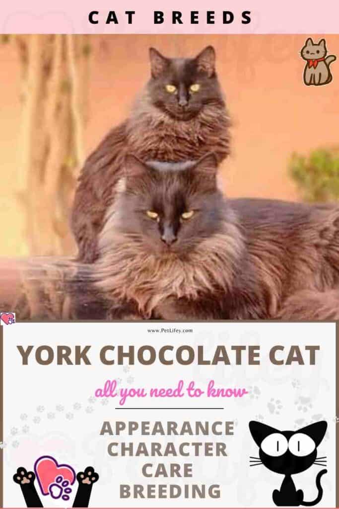 York Chocolate Cat appearance, character, care, breeding