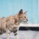 10 signs that show that your cat has become old