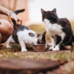 10 tips for Feeding your cat: what to do and what to avoid