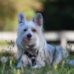 Adopt a Chinese crested dog: character, lifestyle and ideal owner