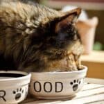 Cat: should the water and food bowls be separated?