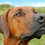 Dog nosebleeds: causes, diagnosis and treatments