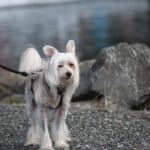 Hair-care-of-the-Chinese-crested-dog-from-grooming-to-hygiene