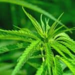 How can Cannabis be useful for animals