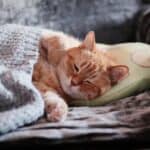 How long does a cat sleep per day?