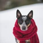 How to protect pets from the cold