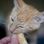 Kitten food: when to switch to adult cat food?
