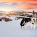 Most-common-diseases-of-the-Iceland-dog-health-average-life-and-risks