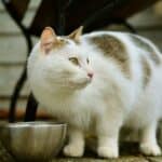 My cat no longer eats: what can I do to encourage him to eat?